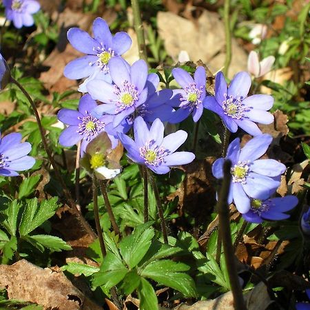 Wismens Natur & Fiske Krogsered Dış mekan fotoğraf