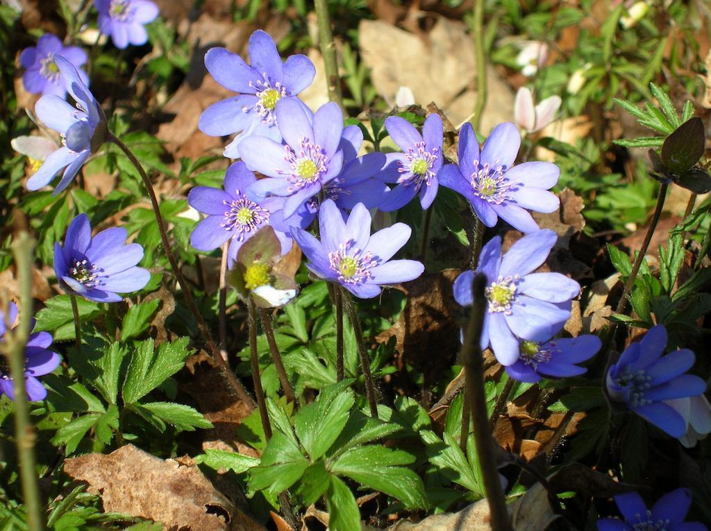 Wismens Natur & Fiske Krogsered Dış mekan fotoğraf